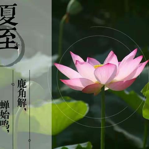 常青藤国际幼稚园——夏至 | 昼晷已云极，宵漏自此长