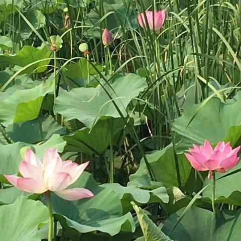 2017.6.27  姐妹皇家园林赏荷花