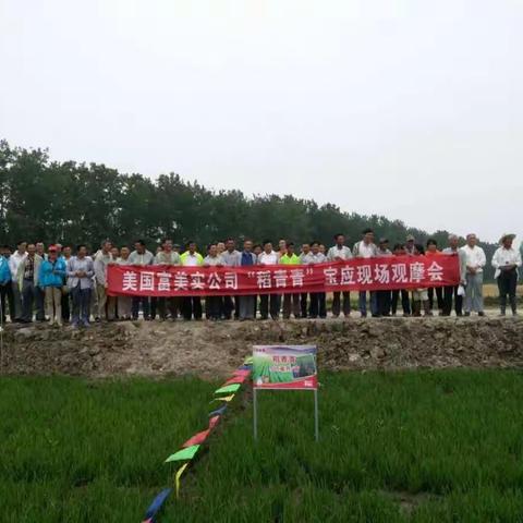 稻青青扬州秀本领   水稻田除草她最行