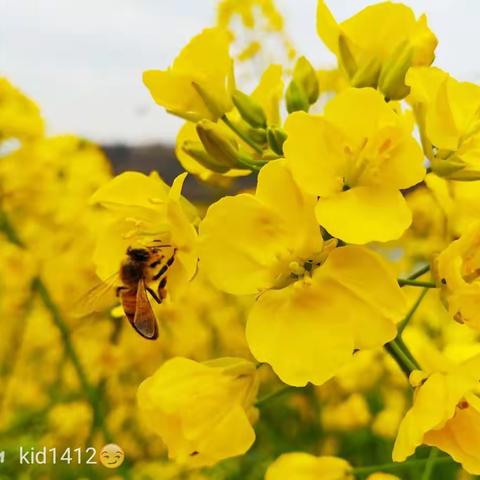 春暖花开正当时，回头望花深忆中...