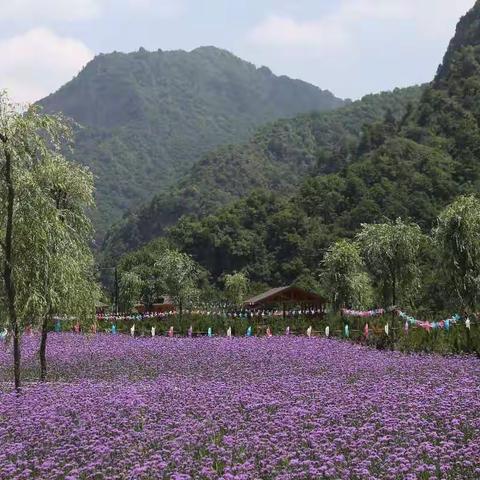 紫海庭院