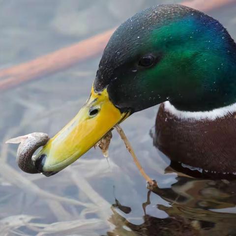 圆明园的绿头鸭吃泥鳅