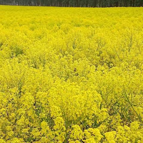 河畔花谷