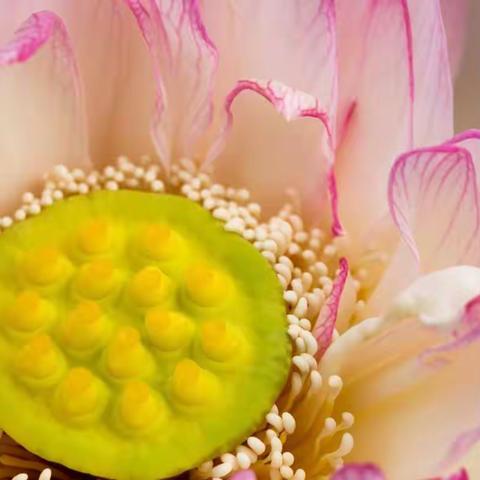 恬淡的清韵