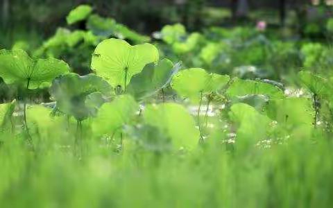 思想在学习中闪光——参加芦溪县初中语文优质课比赛暨学科研讨活动学习分享