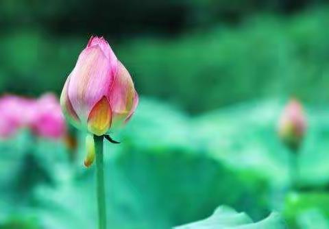 在学习中成长——观摩萍乡市2018年初中综合实践活动优质课比赛有感