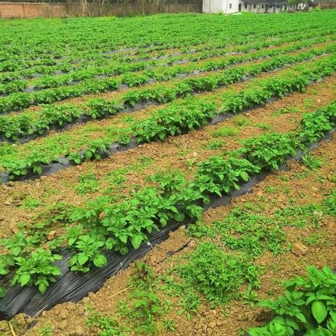 【猪业事业部-种猪基地公司】奶牛场持续改善-蔬菜种植
