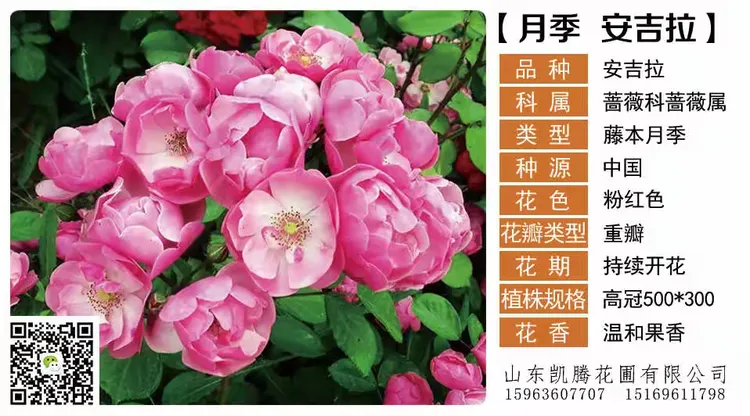 藤本月季优缺点都是什么样的