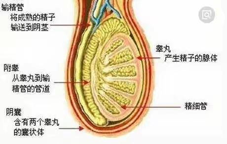 显微镜镜下输精管附睾吻合术—解开男性生育死结