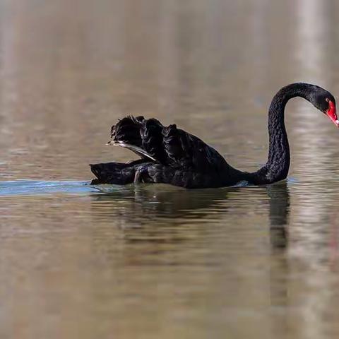 小黑的见义勇为