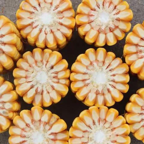 铁秆不倒伏玉米新品种——新单65