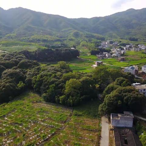 珍贵的自然文化遗产            ——千年风水林