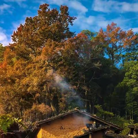 千年同睦·枫树林