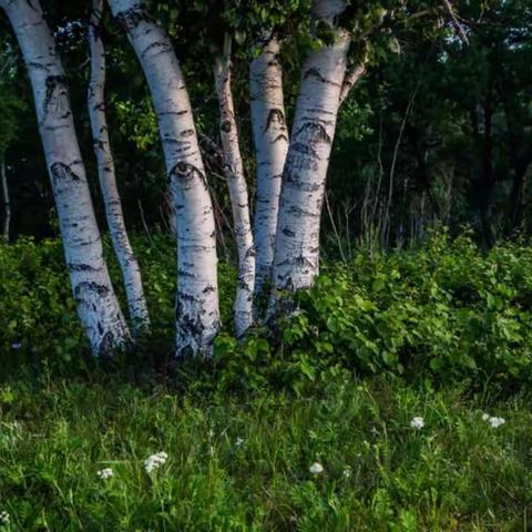 《草原风情旅游与摄协会议纪实》