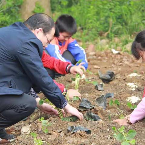 【5月13日更新】乡村四月闲人少，袁小学子春播忙——袁巷中心小学2019年春季播种活动