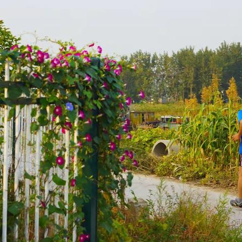 身边的风景——美丽的牵牛花