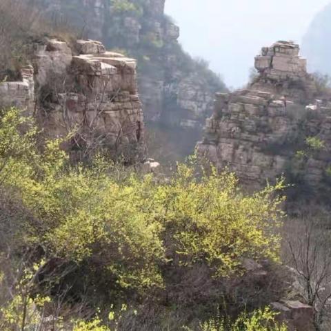 渑池县连翘生产中常见的问题及对策