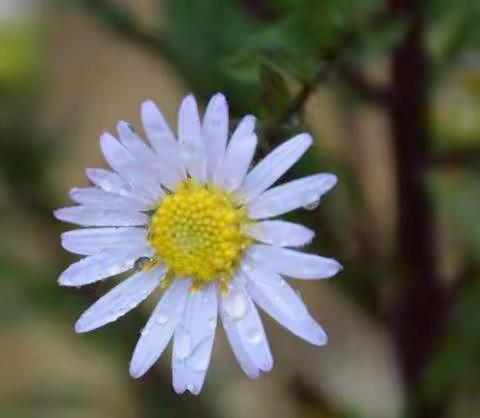 石板岩之花