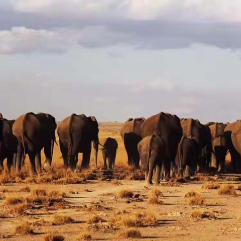 河姆渡国际旅行社之南非、肯尼亚行