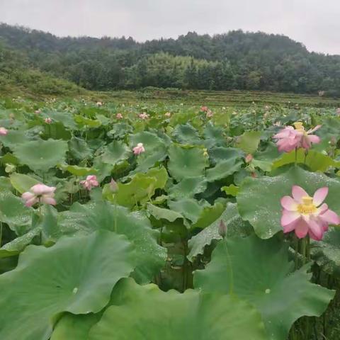 茭道铁军周记（6.19-6.25）