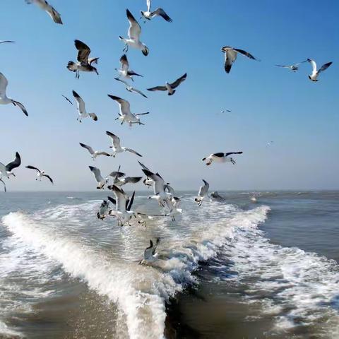 海驴岛欢乐游