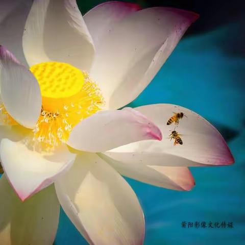 花 笺