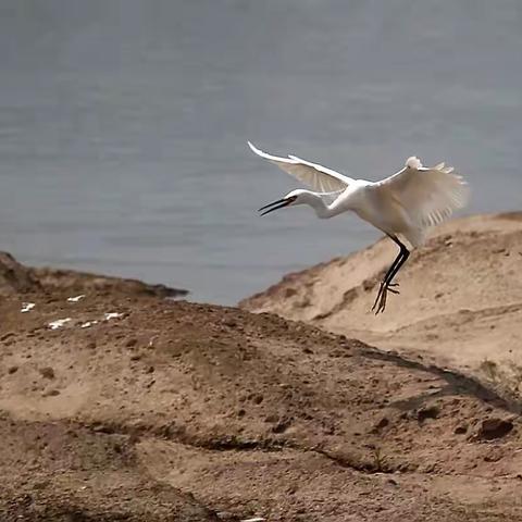 鹭鸶