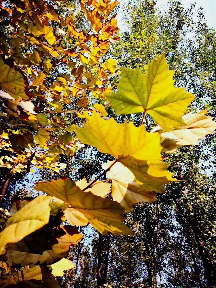 国庆乐翻天——秋天的足迹