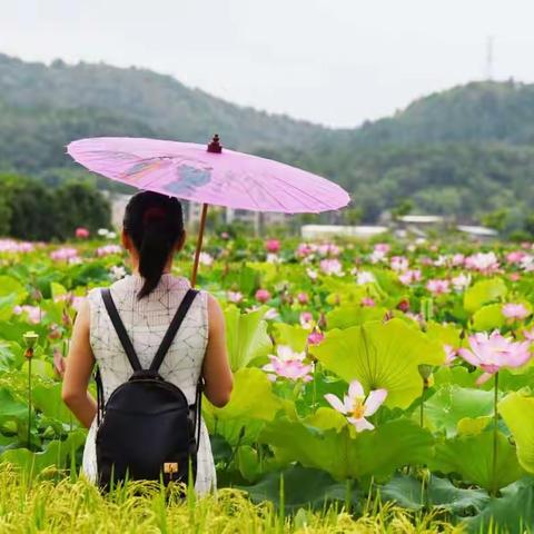 夏日荷风