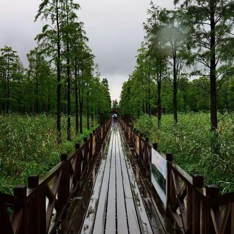 青西郊野公园