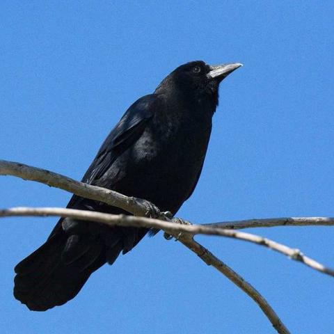 向乌鸦致敬（初稿）