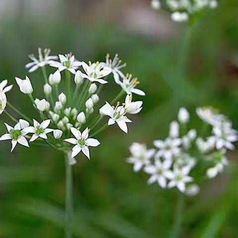 季节的花