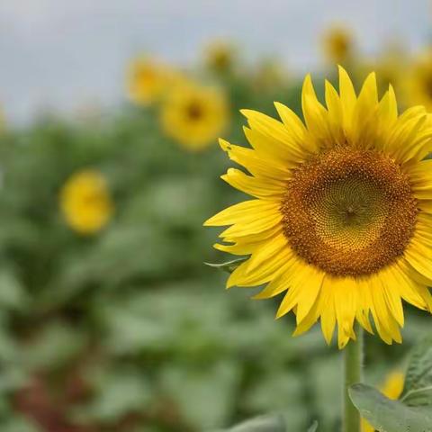 相约观音山，邂逅向阳花