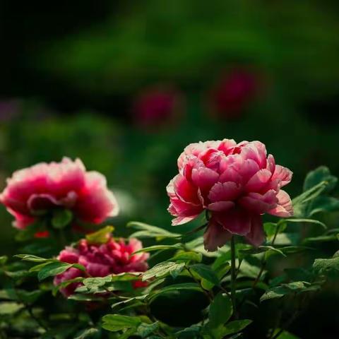 南京滨江风光带观音景区牡丹花