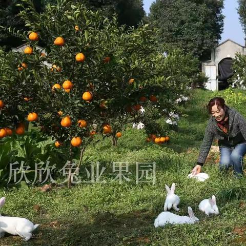 田园风情  诗意生活