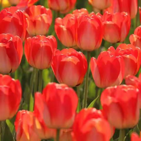 百媚千娇郁金香——银川花博园