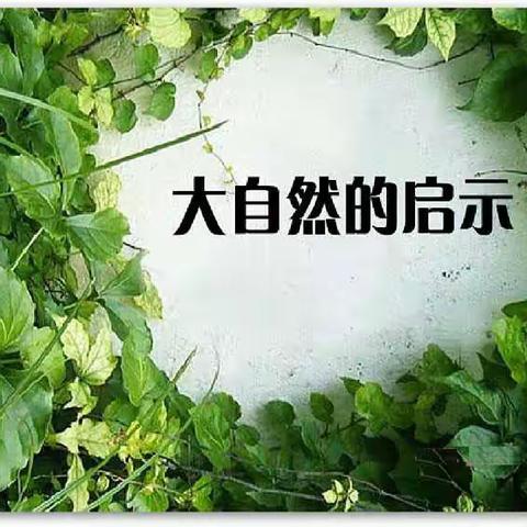 大自然的启示--蜘蛛的秘密