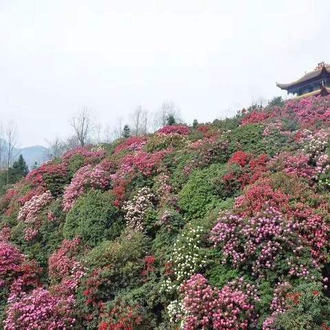 来毕节百里杜鹃，看看这花花世界