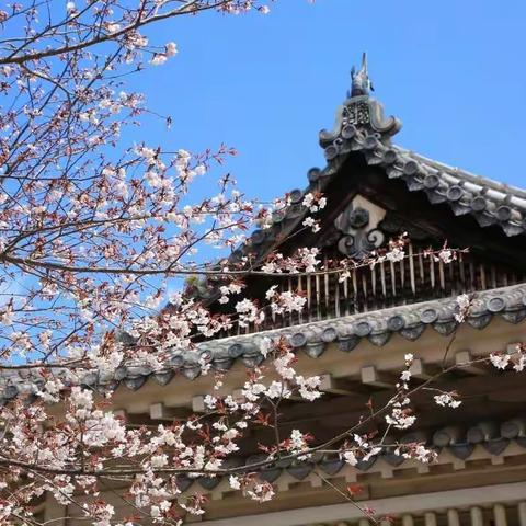 花见东瀛四海八荒追樱记（中）