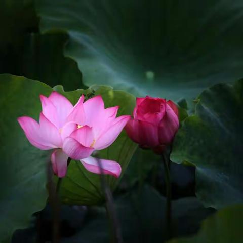 象湖荷花