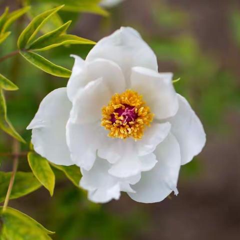 牡丹花开八大街