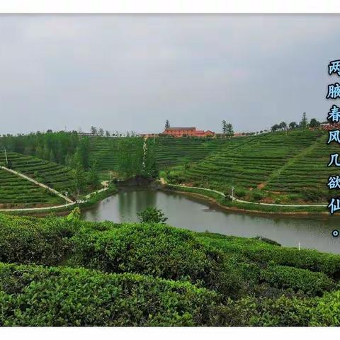走进醉美茶园，传承国学经典                   ----记洪山镇双河学校研学之旅