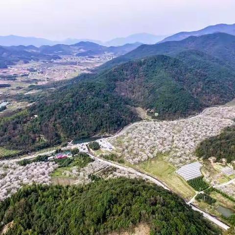 20190324上虞章镇张村赏樱花散拍