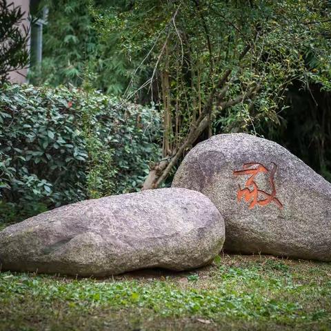 袍小草木情