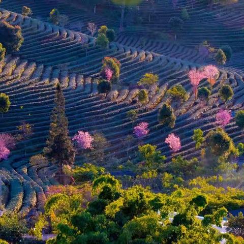 普洱——在冬樱花盛开的季节里