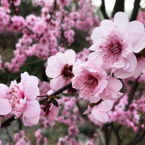 北京植物园，梅花、桃花争妍斗艳