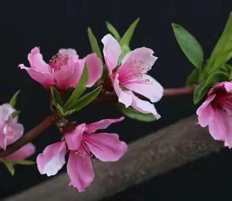 杨陵区图书馆暂停对外开放的通知