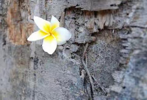 欣赏自己，快乐就好！——小学生“佛系”作文有感