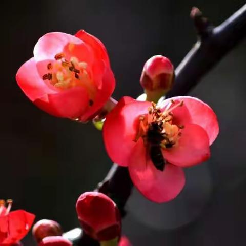 一律、一词、一绝咏海棠图片来自：贵州老田来了老师拍摄.