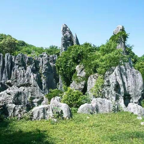 怪石林的春天——禾雀花开时